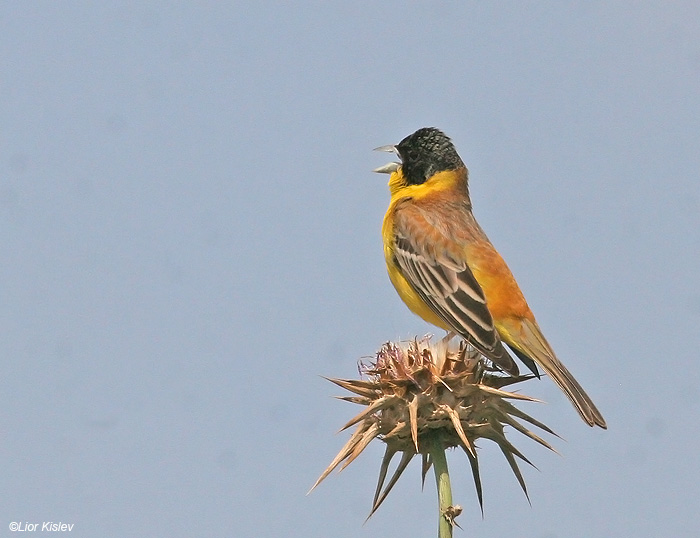    Black-headed Bunting Emberiza melanocephala          , 2009.: .